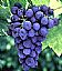 Grape Seed Extract/Proanthocyanidins